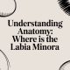 Understanding anatomy: where is the labia minora