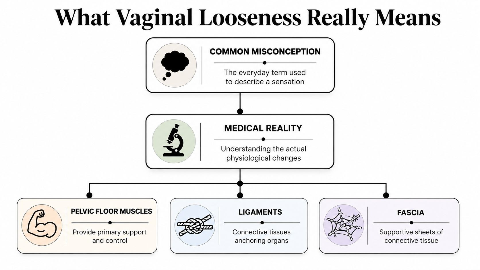 A diagram explaining that vaginal looseness is a misconception, detailing its medical reality regarding pelvic muscles, ligaments, and fascia.