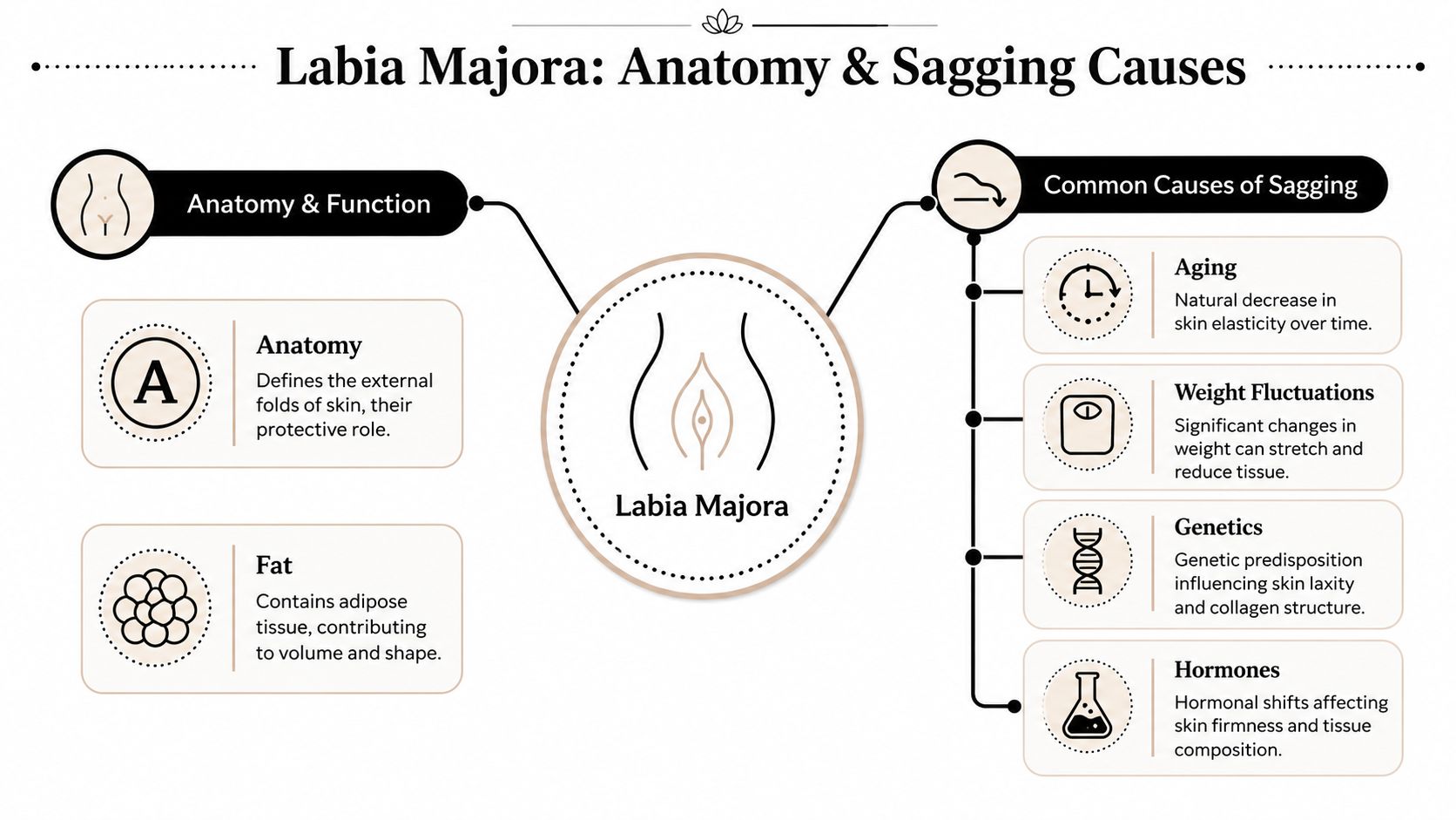 An infographic detailing the anatomy of the labia majora and common causes of skin sagging and laxity.
