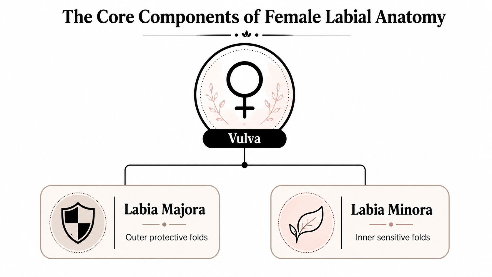 A diagram illustrating the core components of female labial anatomy, specifically the labia majora and labia minora.